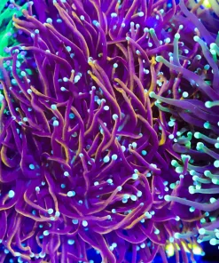 Torch Coral Frag (C7)
