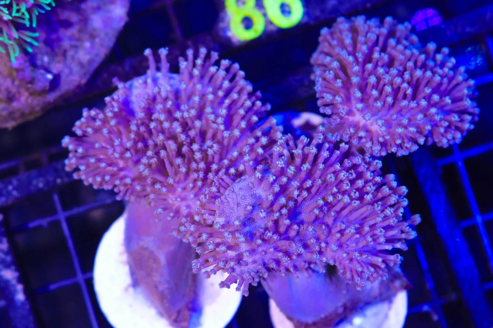 C75