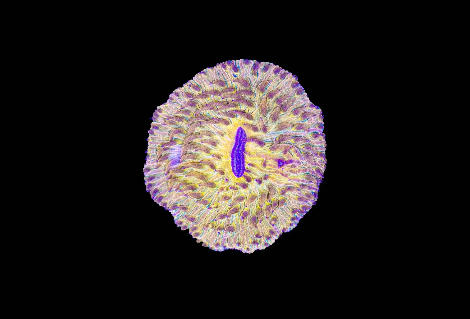 Wysiwyg Super Vibrant Orange Plate Coral (C78) *Free Shipping ! No Minimum Livestock Spend*