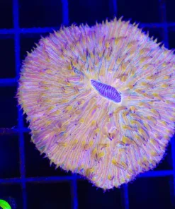 Wysiwyg Orange Plate Coral (C79)