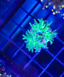 Wysiwyg Tiny Torch Coral (C8)