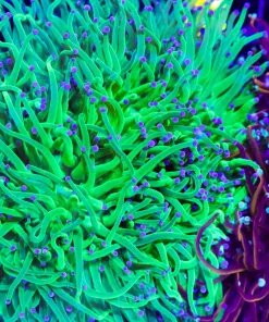 Hydra Torch Coral Frag (C8)