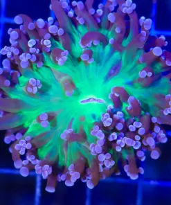 Wysiwyg Frogspawn (C85)