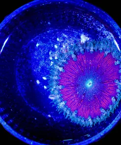 Wysiwyg Rock Flower Anemone (C86)