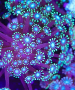 Wysiwyg Branching Alveopora Coral | Rare (C87)