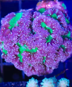 Wysiwyg Blastomussa Small Colony (C89)