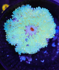 Wysiwyg Anemone (C94)