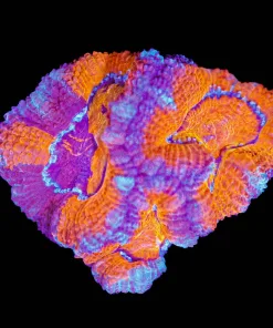Wysiwyg Purple Acan Bi Color Acan Frag [F1]