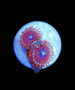 Wysiwyg 2x Magician Zoa Frag [F100]