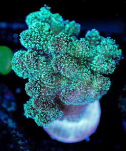 Wysiwyg Huge Poicllipora Frag [F101]