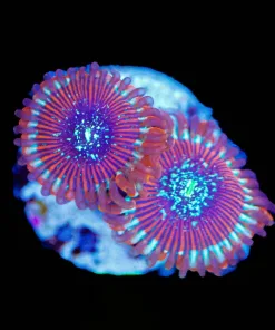 Wysiwyg 2x Salted Agave Frag [F101]