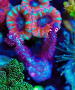 Wysiwyg Gorgonian Frag [F102]