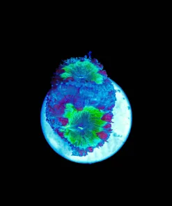 Wysiwyg Small Blastmoussa Frag [F103]