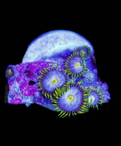 Wysiwyg Zoanthid Frag TINY [F106]