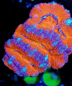 Wysiwyg Cheeto Acan Frag! [F106] *Free Shipping ! Minimum $249 livestock spend*