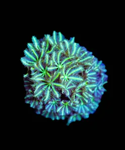 Wysiwyg Pipe Organ Coral Frag [F107]