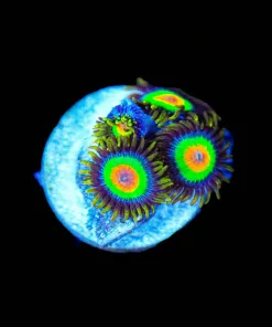 Wysiwyg Rasta Zoanthid [F108]