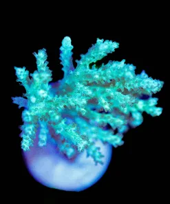 Wysiwyg Leather Coral Frag [F109]
