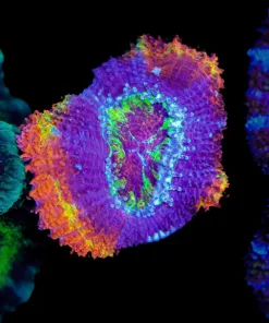 Wysiwyg Rainbow Acan Frag [F11]