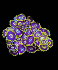 Wysiwyg Black Hornet Zoanthid Frag MANY HEADS [F110]