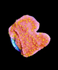 Wysiwyg Starburst Montipora Frag [F112]