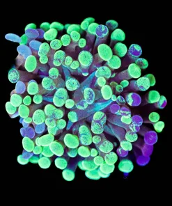 Wysiwyg Hammer Coral Frag [F114]