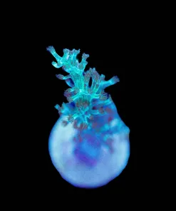 Wysiwyg Leather Coral Frag [F114]