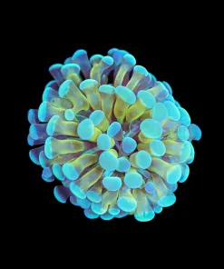 Wysiwyg Hammer Coral Frag Cool Color! [F115]
