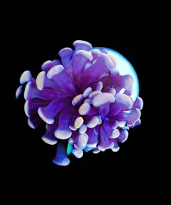 Wysiwyg Hammer Coral Frag [F116]