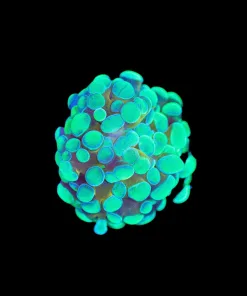 Wysiwyg Irish Gold Hammer Coral Frag Small [F117]