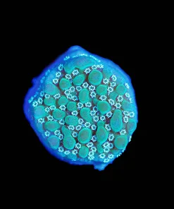 Wysiwyg Tyree Undata Montipora Frag [F118]