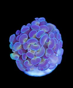Wysiwyg Hammer Coral Frag [F118]