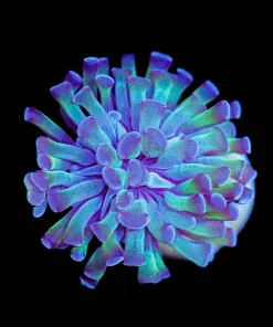 Wysiwyg Hammer Coral Frag [F119]