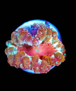 Wysiwyg Blastomussa Frag [F12]