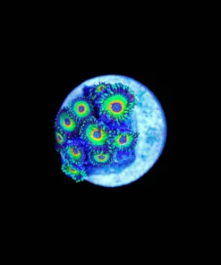 Wysiwyg Ultimate Rasta Zoanthid [F120]