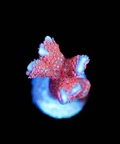 Wysiwyg Flame Digitata Frag [F123]