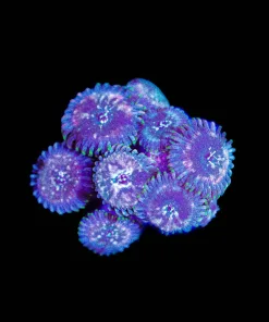 Wysiwyg Zoanthid Frag [F124]