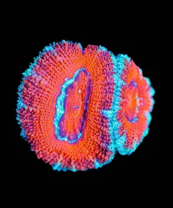 Wysiwyg Acan [F124] Free Shipping ! $199 Minimum Livestock Spend