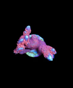 Wysiwyg Flame Digitata Frag [F126]