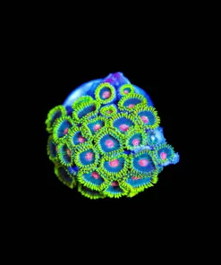 Wysiwyg Ninja Turtle Zoanthid [F126]