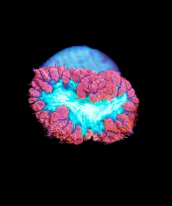 Wysiwyg Candy Apple Blastomussa Frag [F127] *Free Shipping ! Minimum $249 livestock spend*