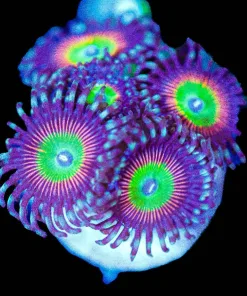 Wysiwyg Tropicana Large Frag [F128]