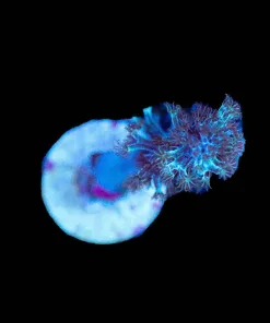 Wysiwyg Blue Leather Coral [F129]