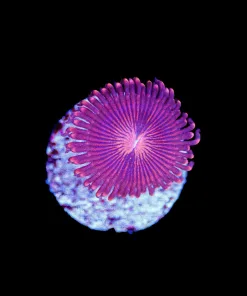 Wysiwyg Champagne Supernova Frag [F129]