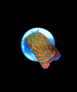 Wysiwyg Montipora Frag [F130]