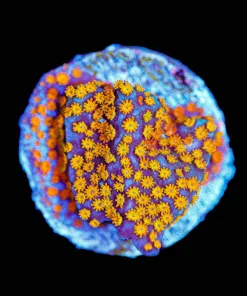 Wysiwyg Reverse Superman Monitpora [F131]