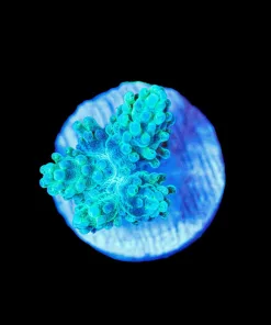 Wysiwyg Green Leather Coral Frag [F132]