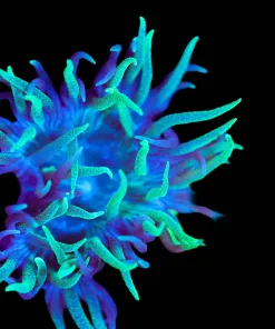Wysiwyg Blue Duncan Coral Frag [F135]
