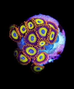 Wysiwyg Fruit Loop Zoas *LOts of heads*! [F139]