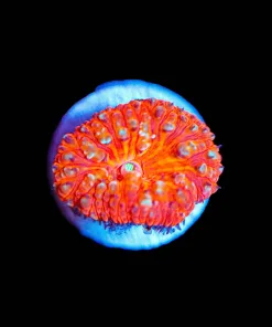 Wysiwyg Blastomussa [F14] Free Shipping ! $199 Minimum Livestock Spend